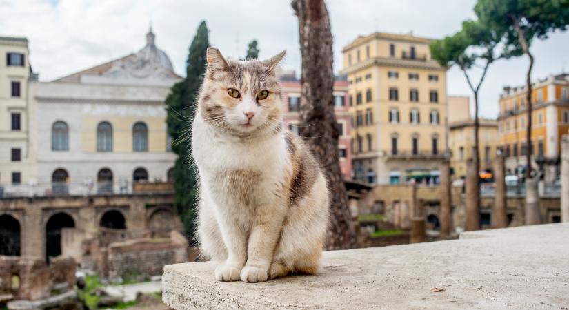 Láttál már olaszul nyávogó macskát? Mutatjuk!