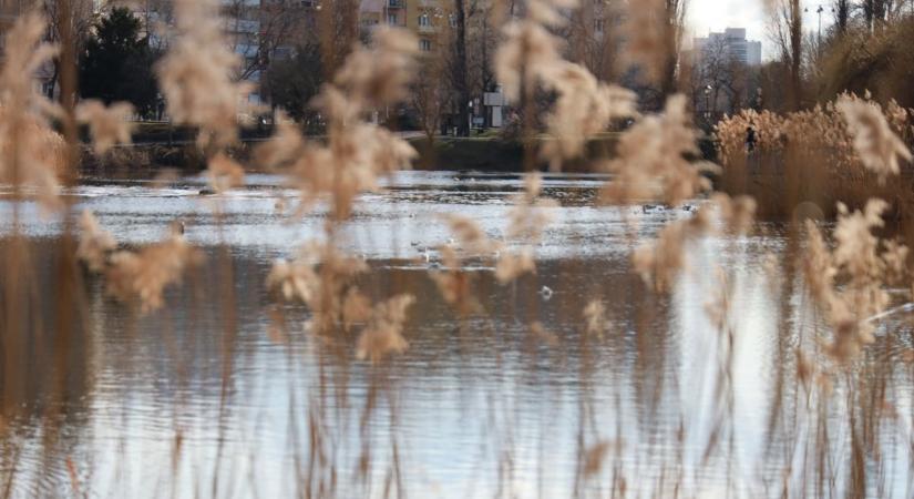 Pusztulnak a halak a Feneketlen-tóban