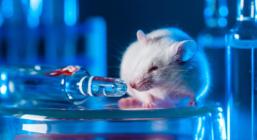 3D nyomtatott szervmodell jelentheti az állatkísérletek végét?