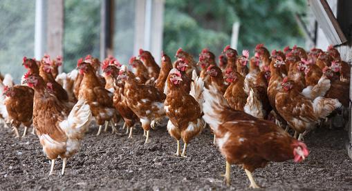 19 százalékkal csökkent a csirkemellfilé ára