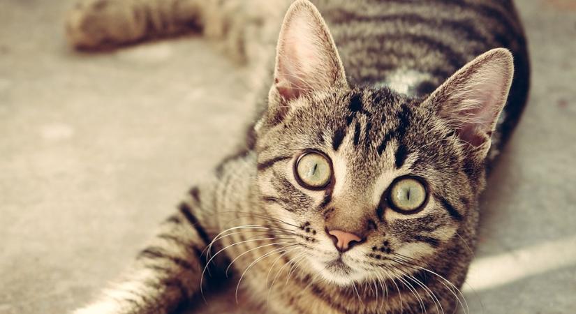 Így köszönt ‘Jó reggelt!’-tel a kóbor macska egy olasz nőnek