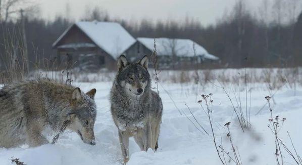 Csernobili farkasok a rákkutatásban