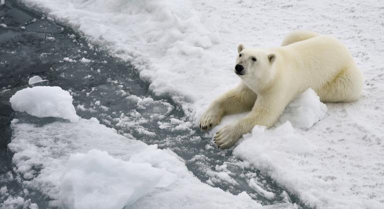 A jég olvadásával a jegesmedvéket éhhalál fenyegeti