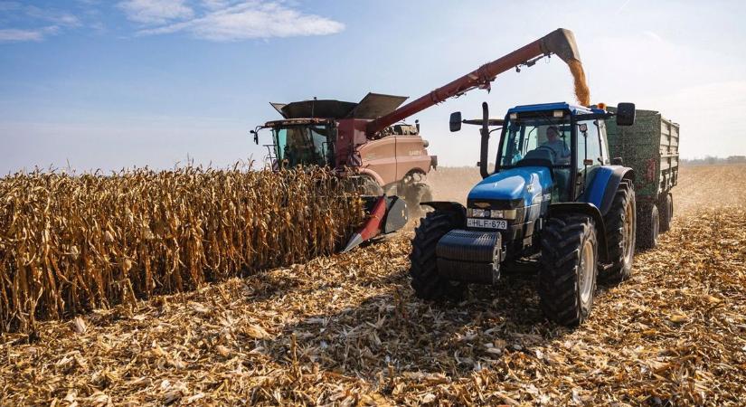 Kukoricatermelés: a gazdák már nem a mennyiségben versenyeznének