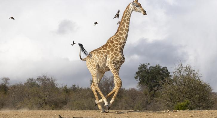 Ilyen viccesen ugrándozó zsiráfot még aligha látott
