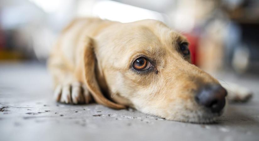 8 napig egy konténerbe zárva várta a kutya, hogy megmentsék