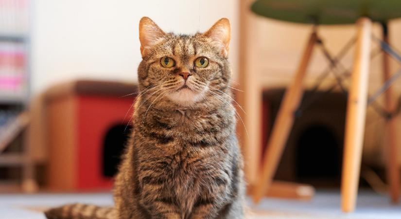 Ilyen aprócska egy törpe macska: több oka lehet az állapotnak (videó)