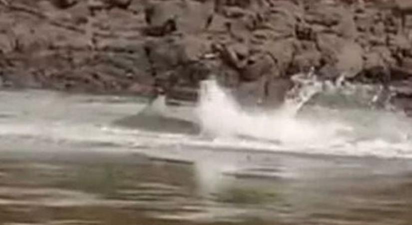 Folyóban tűnt fel cápa - közeli videón a brutális támadás