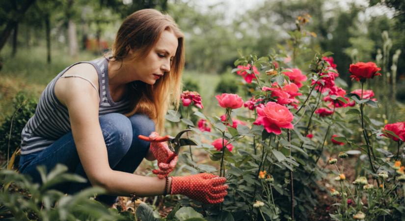 A rózsabokor gondozása tavasszal – Így borul virágba a rózsabokrod