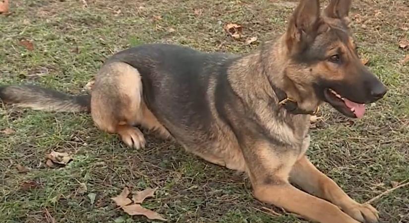 Így dolgozik Dorisz, a Vas Vármegyei Rendőr-főkapitányság kutyája