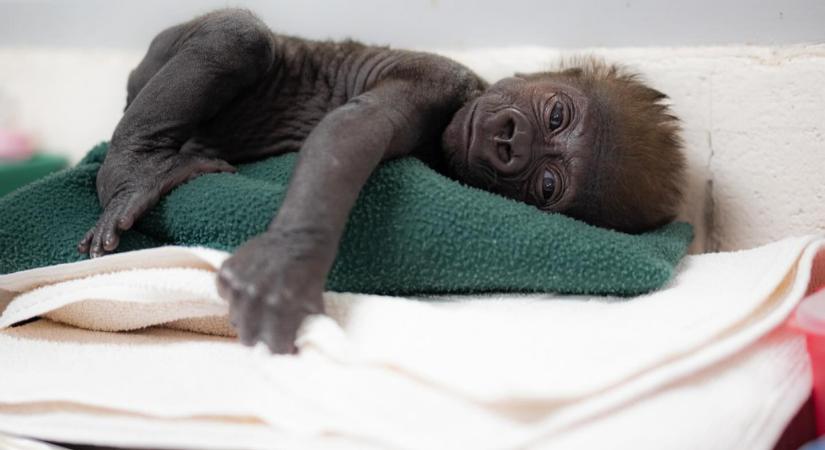 Császármetszéssel hoztak világra egy koraszülött gorillabébit Texasban