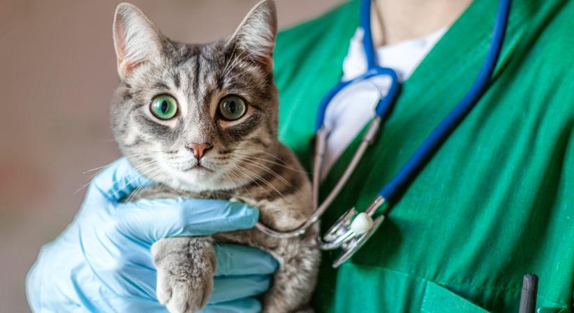 Ez az állatorvosok titkos fegyvere, ha vadóc cicát kell oltani