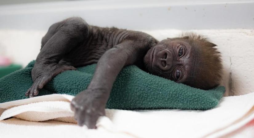 Császármetszéssel segítettek világra egy koraszülött gorillabébit egy texasi állatkertben