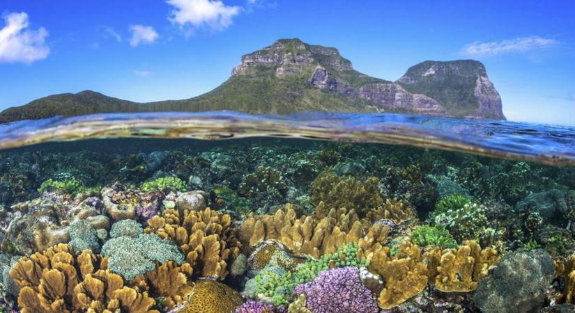 Meglepő helyeken fedeztek fel új korallzátonyokat