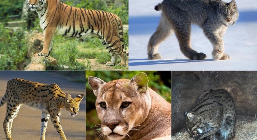 A tigrisek és a gepárdok a házi macskákhoz hasonlóan megkülönböztetik az ismerős és az idegen emberek hangját