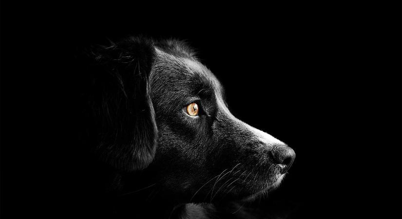 Észrevetted már, hogy a kutyák szeme világít a sötétben?