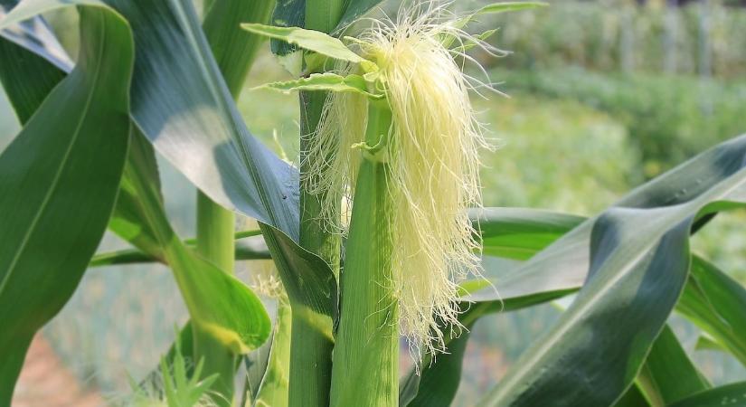 Összefüggést találtak a kukorica vetésideje, valamint a termésmennyiség és -minőség között