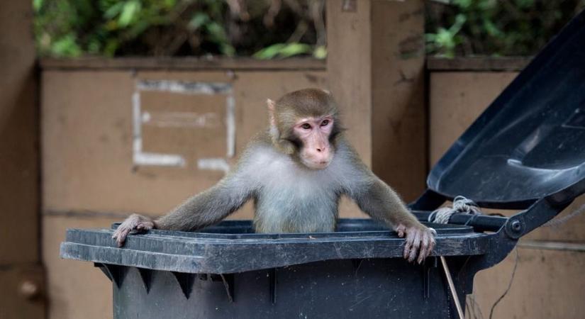 Vadon élő majmok támadtak két lányra Indiában, egyikük meghalt