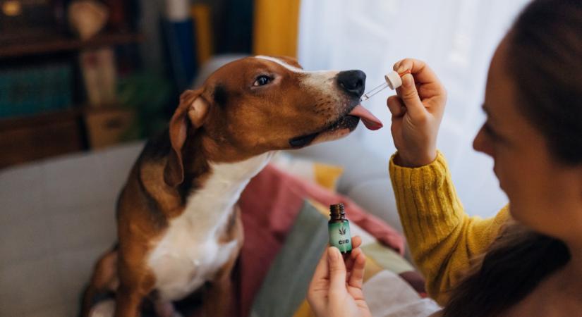 Egyre többen próbálják kannabiszszármazékkal gyógyítani a kutyájukat