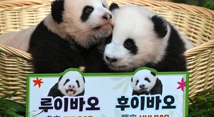 Pandaikrek születtek Szöulban