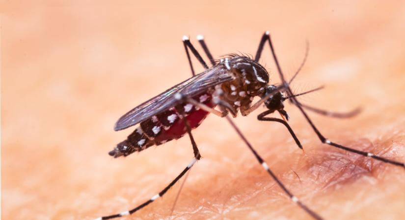Dengue-lázat és Zika-vírust terjesztő tigrisszúnyogot azonosítottak Szlovákiában