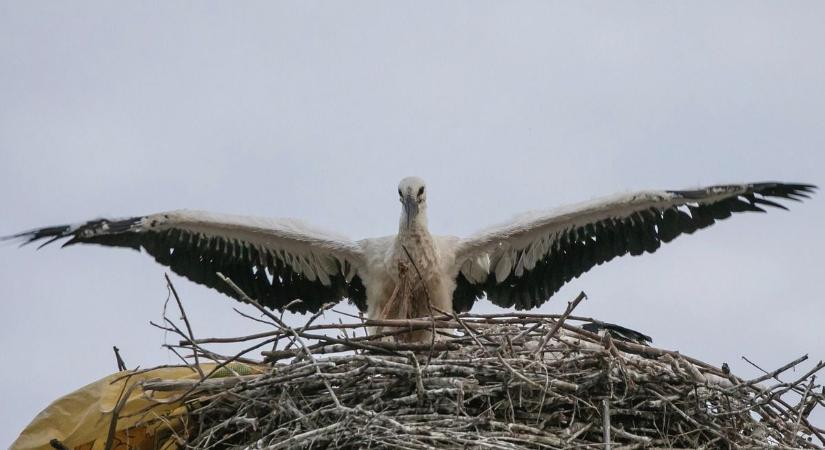 Így várják a gólyákat Borsod-Abaúj-Zemplénben!