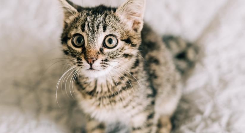 Nemcsak a gyermeket, a macskát is kimentették a paksi tűzoltók: képeken a cirmos