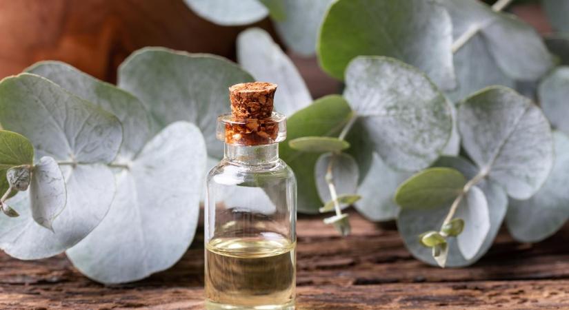 Nem csak az illata csodás, hanem a köhögést és a náthát is gyógyítja: így használd az eukaliptuszt