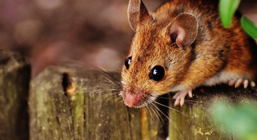 Vigyázat! A magaságyásokban telelő egerek hantavírust terjeszthetnek
