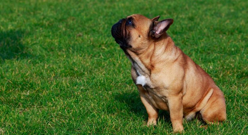 Megőrül az internet a „beszélő” kutyáért – videón a magyarázó eb