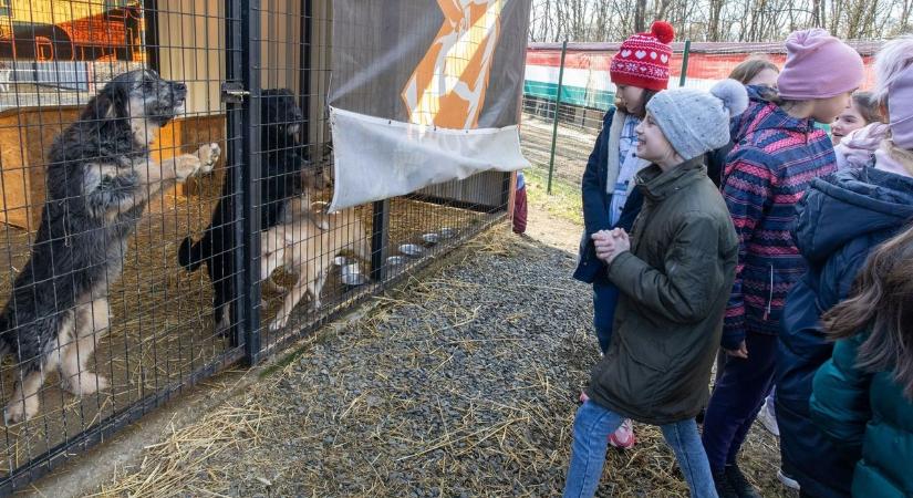 Megnyílott a kutyatár Balassagyarmaton a Harap utca három alatt (videó)