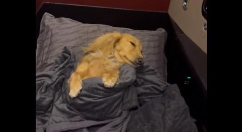 Így alszik egy elkényeztetett kutya egy repülő business osztályán - videó