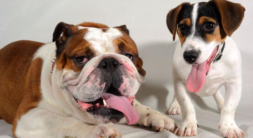 A kutyák várható élettartama függ a mérettől és a fajtától