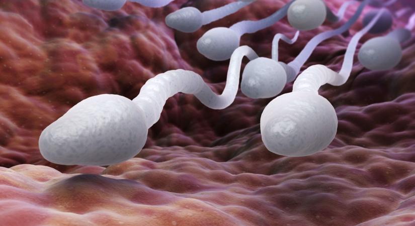 Akár spermát is termelhet az első laboratóriumban növesztett here