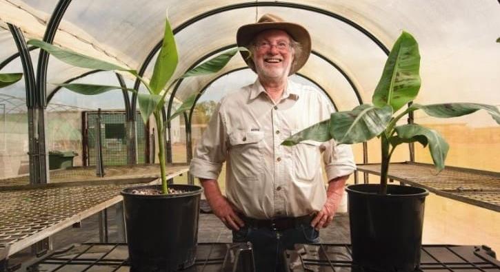 A „világ első” génmódosított banánja, amelyet Ausztrália és Új-Zéland jóváhagyott