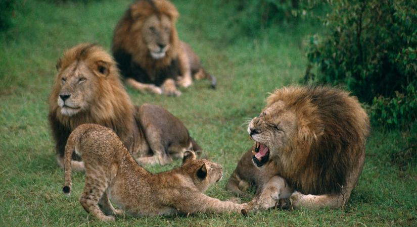 Így tanítja a kamasz oroszlán a kicsit, hogy ne zavarja a papát pihenés közben (videó)