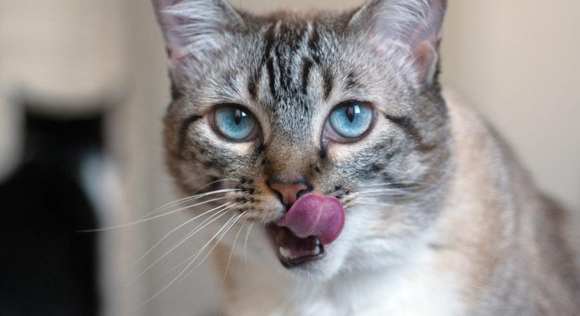 A világ legfurább macskája: ezt dézsmálta meg