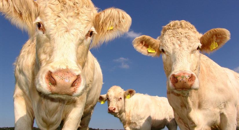 A FAO legfrissebb jelentése és következtetései az állattenyésztés tekintetében