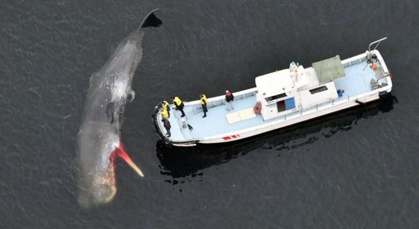 Elpusztult egy húsz tonnás bálna az Oszaka-öbölben, éhen halt az állat - fotó