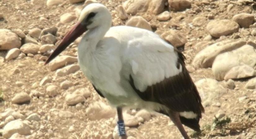 Ománban telelt az Akasztón meggyűrűzött gólya
