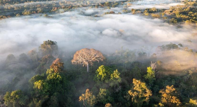 Az Amazonas esőerdőit drasztikus összeomlás fenyegeti