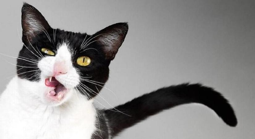 A macskák kórokozó-terjesztésben játszott szerepét vizsgálták a kutatók