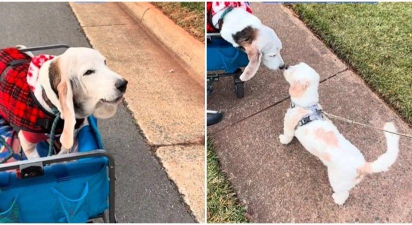 Örömében vonyított az idős kutyus, amikor megpillantotta az utcán rég nem látott barátját