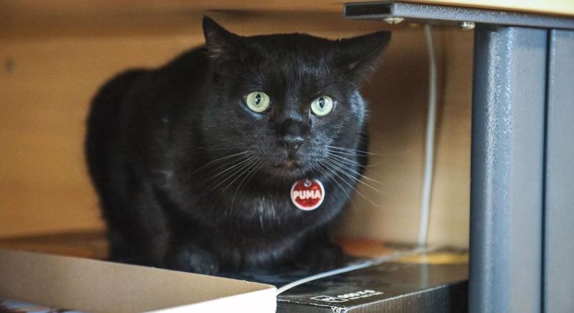 A látogatók és a kollégák szívét is rabul ejtette a RepTár gyönyörű fekete cicája – galériával és videóval