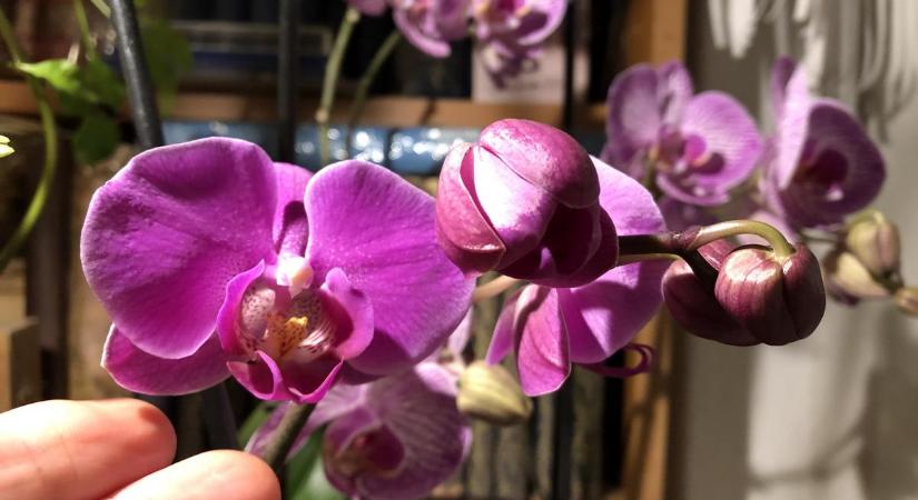 Csak ezt a folyadékot tette a fonnyadó orchideák földjére a sógornőm, és nézd már virágba is borultak