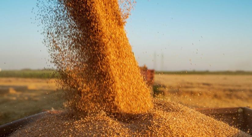 Lettország importtilalmat vezet be az orosz és fehérorosz gabonára