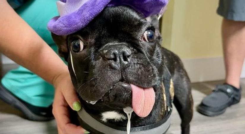 Spontán visszanőtt a kölyök bulldog állkapcsának nagy része a műtét után