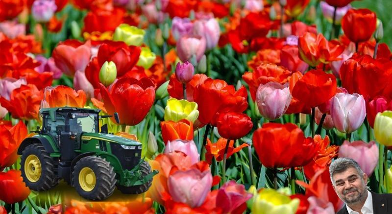 700 ezer tulipánhagymát ültettek el Kolozsváron a tavaly ősszel – hírek pénteken