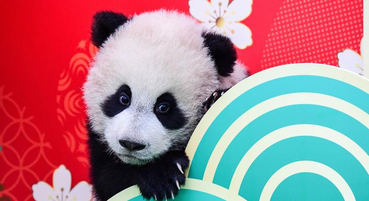 Elképesztő mozdulatokkal szórakoztatta a látogatókat egy pandakölyök Kínában