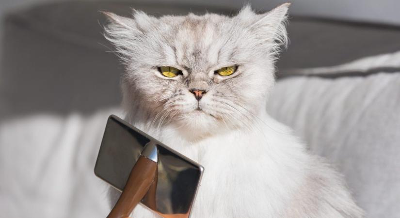Videón az idegőrlő ok, miért nem szabad elhanyagolni a perzsa macska szőrének ápolását